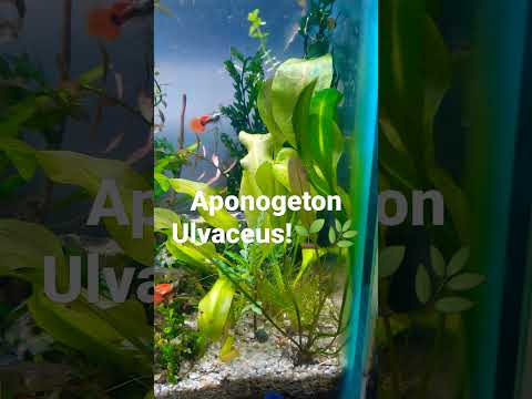 🟢PLANTA ACUÁTICA Aponogeton Ulvaceus 🌿🌱