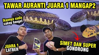 TAWAR AURANTI JUARA 1 MILIK BOCIL! GONDRONG DAN MANGAP- MANGAP