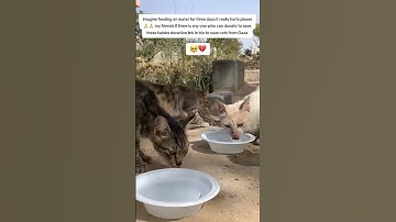 Donation link in bio for any amount of food help to save our cats from gaza war starving