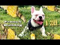 French Bulldog VS CORN | Eat or don’t eat corn | Thích đùa hơn thích ăn bắp| Snow French Bulldog #29