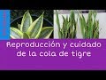Como cuidar y reproducir la planta Espada enana  (Sansevieria Enana)