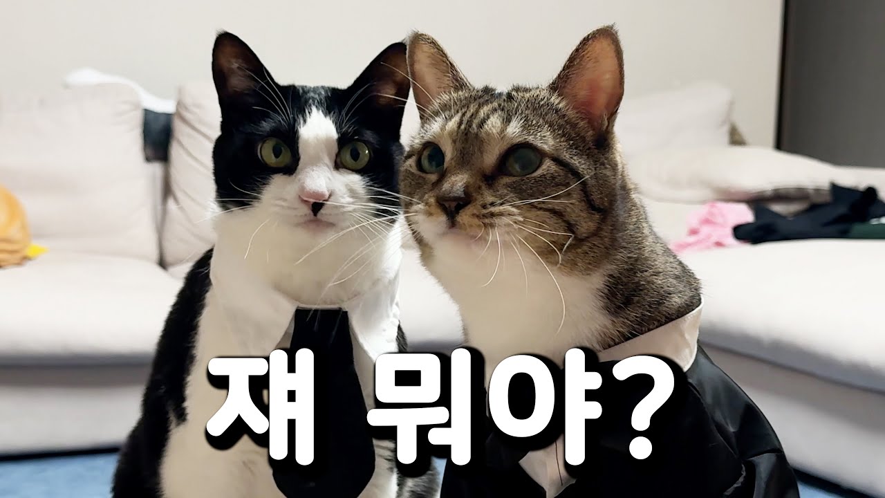 춘봉첨지도 놀란 새로운 스타 고양이의 탄생 [제1회 코리아 캣 탤런트]