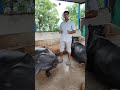 krishna dairy farm #cow #baffalo #dairyfarm #farming #dairyproducts