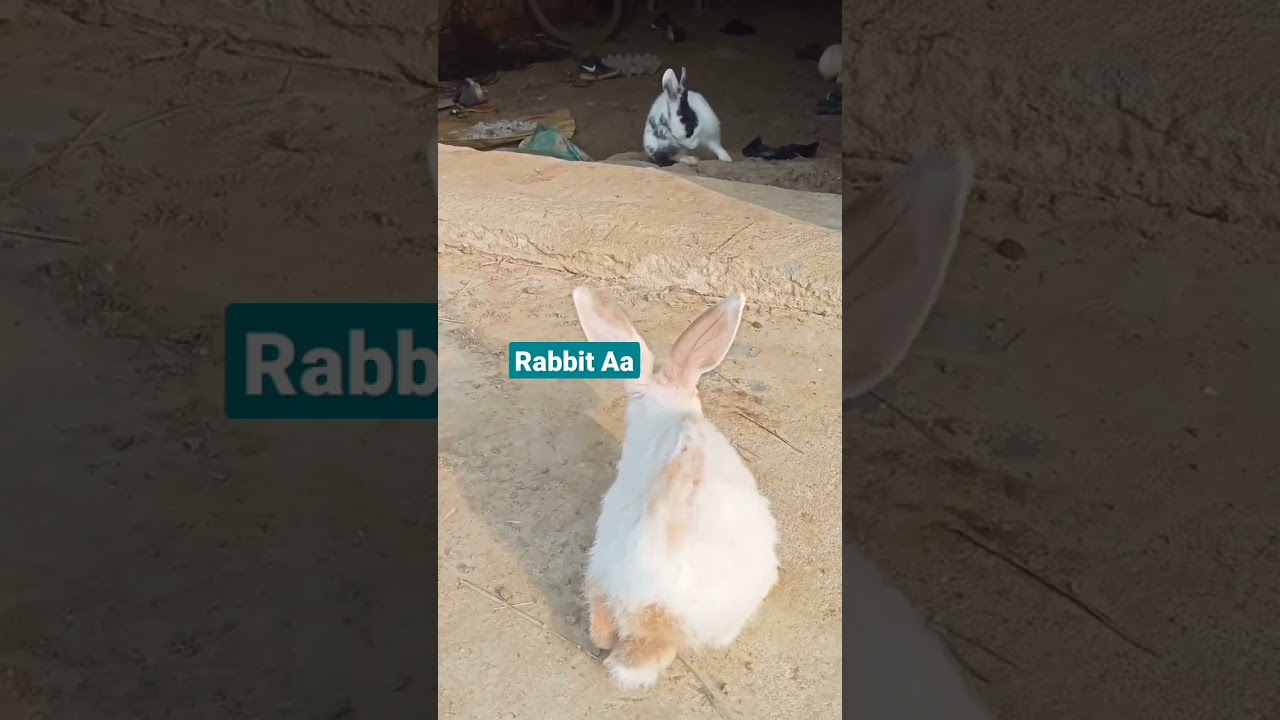 Rabbit//Rabbit baby🐇//Cute Rabbit🤗//cute bunny//Rabbit playing//Rabbit_aa//Rabbit Aa channel