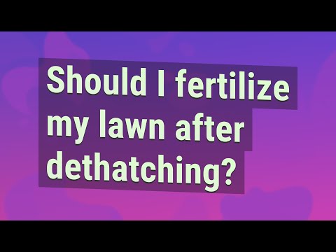 Should I fertilize my lawn after dethatching?