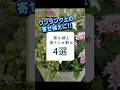 【園芸】寄せ植え後ろにオススメのお花・植物4選!これを使ってワンランク上の寄せ植えに!秋夏編 #shorts #flowers