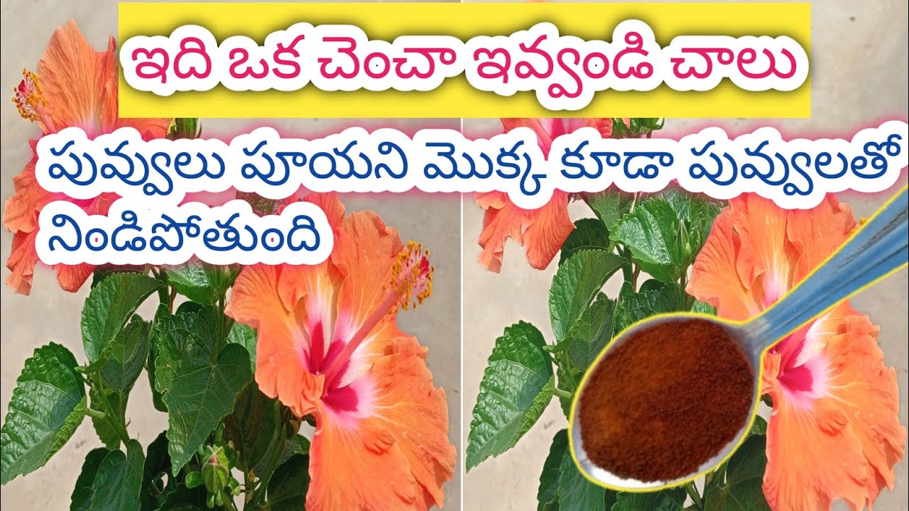 మందారాలు విపరీతంగా పూయడానికి ఈ best organic fertilizer ఇవ్వండి#fertilizer #hibiscus #terracegarden