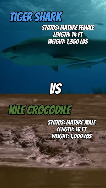 Tiger Shark vs Nile Crocodile #1v1 #edit #animals #shark #crocodile #