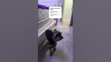 Did I do a perfect loop? #shorts #memes #fyp #viral