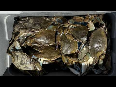 Father's Day Blue Crabbing, Got the Limit!