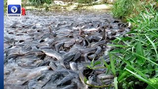 Ogun State Government Expands Aqua Value Chain