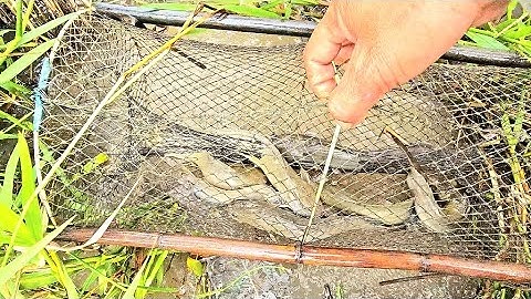 Trời lại thăm lờ cá 7 đêm cá  kéo vào lờ quá nhiều