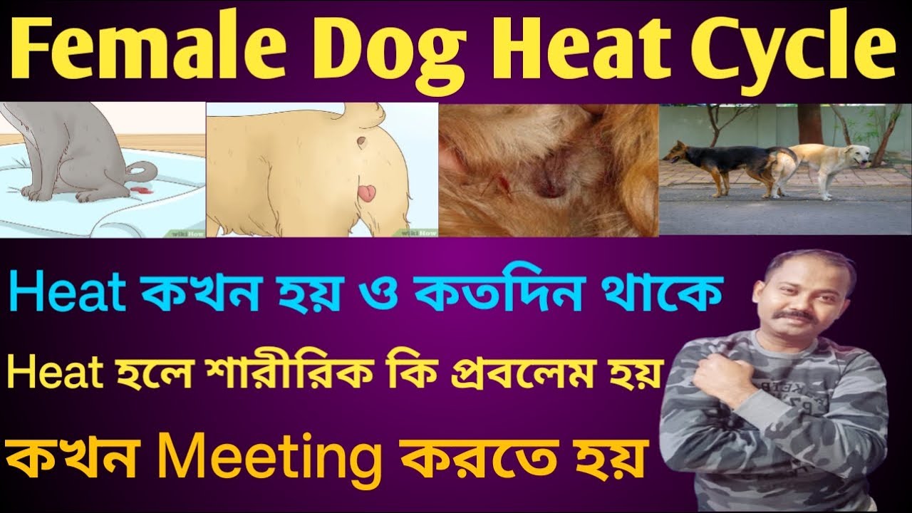 Pet Care-Female Dog Heat Period Clycle।Dog Heat Period In Bengali। Female Dog Best Meeting Time।