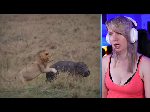 15 Of The Most Merciless Lion Attacks You Will Ever See Part 2 | Pets House