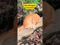 King oyen ditinggal temannya#cat #catvideos #fyp#funnyshorts #funnycats #catshorts #catlovers #oyen