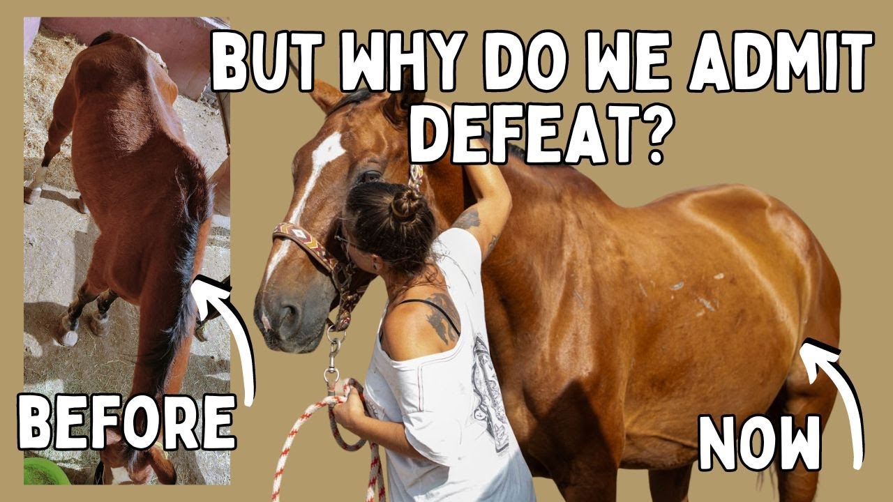 Our BIGGEST challenge yet | Tenerife Horse Rescue - YouTube