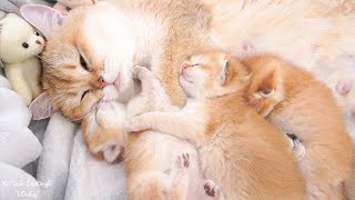 Mother cat Samel loves her kittens very much ❤