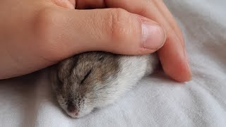 cute hamster