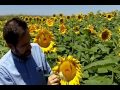 Texas AgriLife Extension Service Sunflowers.wmv