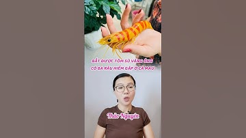 BẮT ĐƯỢC TÔM SÚ VÀNG ÓNG CÓ BA RÂU HIẾM GẶP Ở CÀ MAU