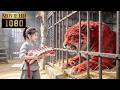 💥 【MOVIE】小女孩好心救助被關押的紅豹,誰知下秒它為報恩傾囊傳授武林秘籍!#古装 #杨洋 #杨紫 #谭松韵 #刘学义 #武动乾坤 #武侠 #好看中国电视剧 #逆袭
