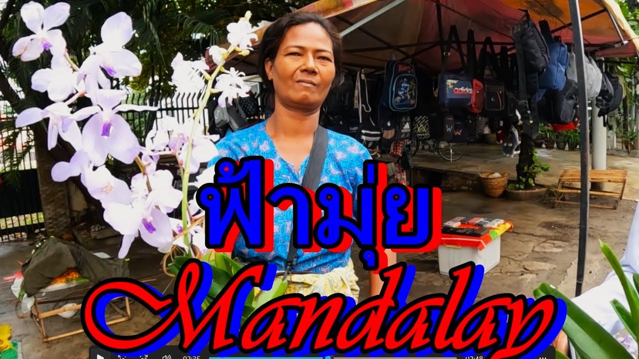 ดอกกล้วยไม้ฟ้ามุ่ยที่มัณฑะเลย์,กล้วยไม้สีน้ำเงิน(vanda coerulea) Mandalay Myanmar,Orchids