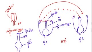 ណរលឣង វវទយថនកទ12 រនឣងសយសពម