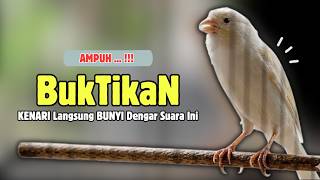 Kenari GACOR Panjang Suara PANCINGAN Kenari PAUD Belajar Bunyi Ngeriwik | Masteran Kenari Paud #701