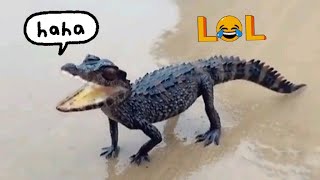 Kompilasi Video Hewan Lucu Terbaru 😂 Kumpulan Binatang Lucu Hewan Lucu #komedi #lucu