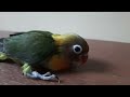 Lovebird Chick From Green and Blue Personata