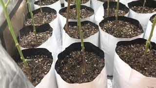 My First Sea Of Green 16 Plants In A 32X32 Tent