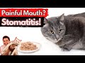 Stomatitis in the Cat: Painful and inflamed mouth/ Dr. Dan explains How to treat and fix stomatitis.