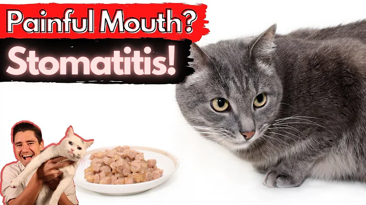 Stomatitis in the Cat: Painful and inflamed mouth/ Dr. Dan explains How to treat and fix stomatitis. - DayDayNews