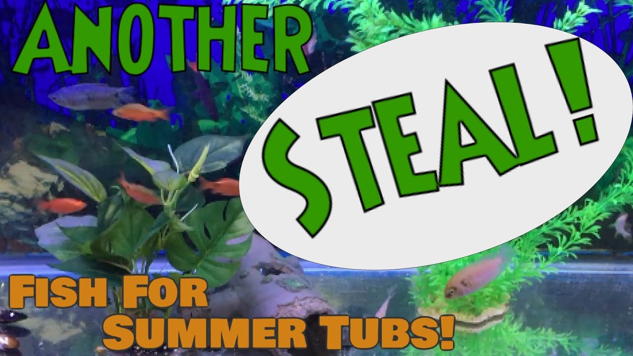 NEW FISH For Our DIY Fish Tubs! (Tank Trip #6) 