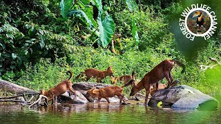 The Dhole, Indian muntjac, Rain Forest wildlife is diverse and abundant | 4K by Forest wildlife 2,619 views 1 day ago 23 minutes