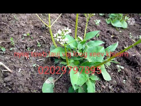 Video: Qhov twg cog malabar spinach?