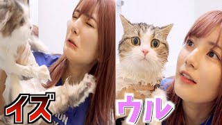 性格が全く違う2匹の猫をお風呂に入れてみた【かすVS猫】