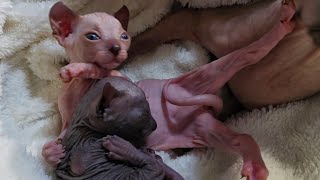 Cat Mommy Take a Great Care Of Her 10 Days Old Kittens 🫶 by Liukaa Balk`s 15,316 views 1 year ago 3 minutes, 8 seconds