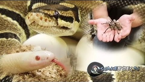 Snake Bytes TV - Snakes Planking? SnakeBytesTV