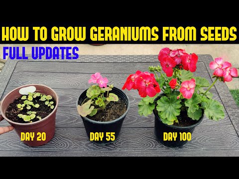 Video: How To Grow Geranium