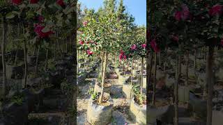 Camellia sasanqua grown in UV-resistant high-strength planting bags. #plantbag #growbag  #nursery