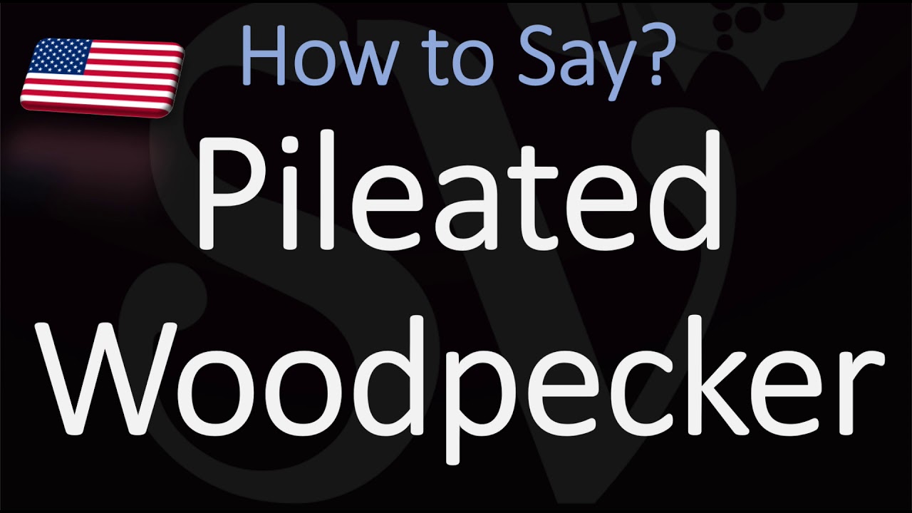 How To Pronounce Pileated Woodpecker? (Correctly)