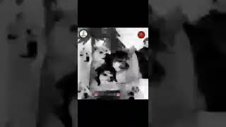 Comedy Dog .Cheems Dogemon Vs Chota Bheem.