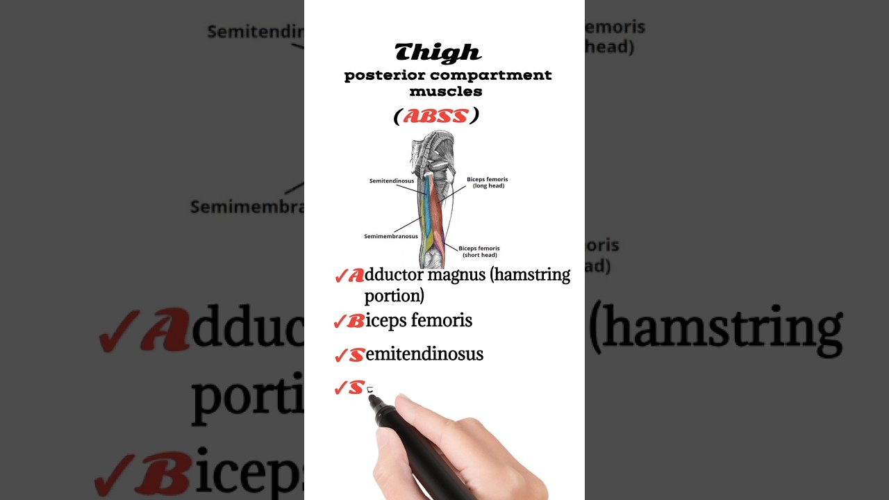 thigh posterior compartment muscles