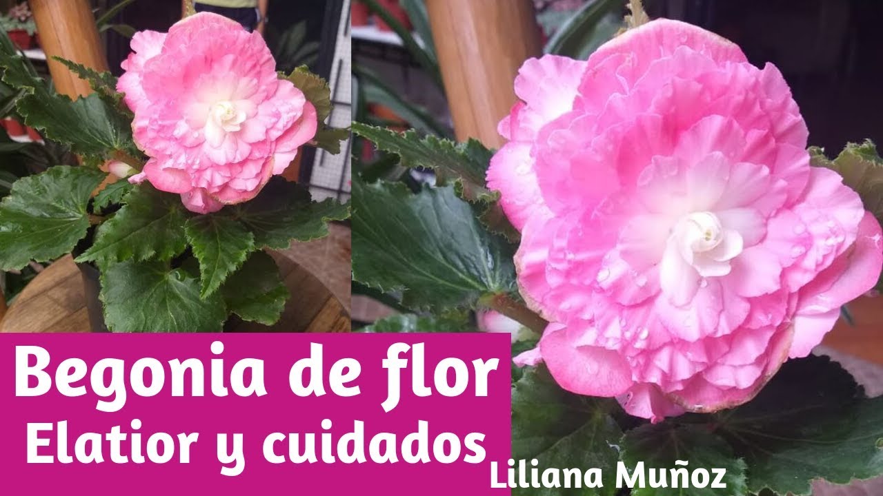 Begonia de flor- Elatior y sus cuidados / Liliana Muñoz - YouTube