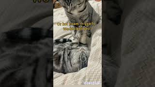billi funny video #@viral video it is comedy