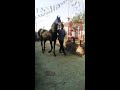مزاد الخيل العربي ابراهيم البدوي جده