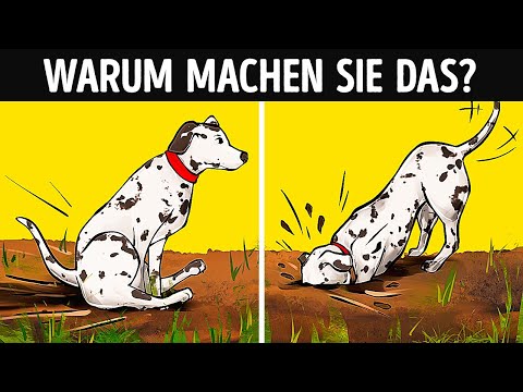 Video: Warum Gähnen Hunde?