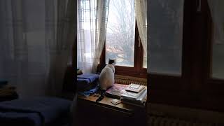 Nastya thinks that she is a cat