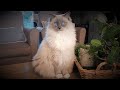 2 Minutes of a Ragdoll Cat Playing Like a Ragdoll Cat の動画、YouTube動画。